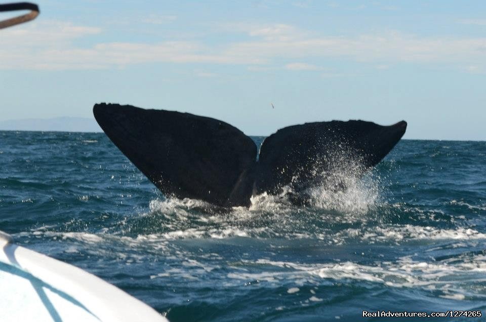 Humpback whale dive | Cabo Limitless - Transportation services | San José del Cabo, Mexico | Car & Van Shuttle Service | Image #1/2 | 