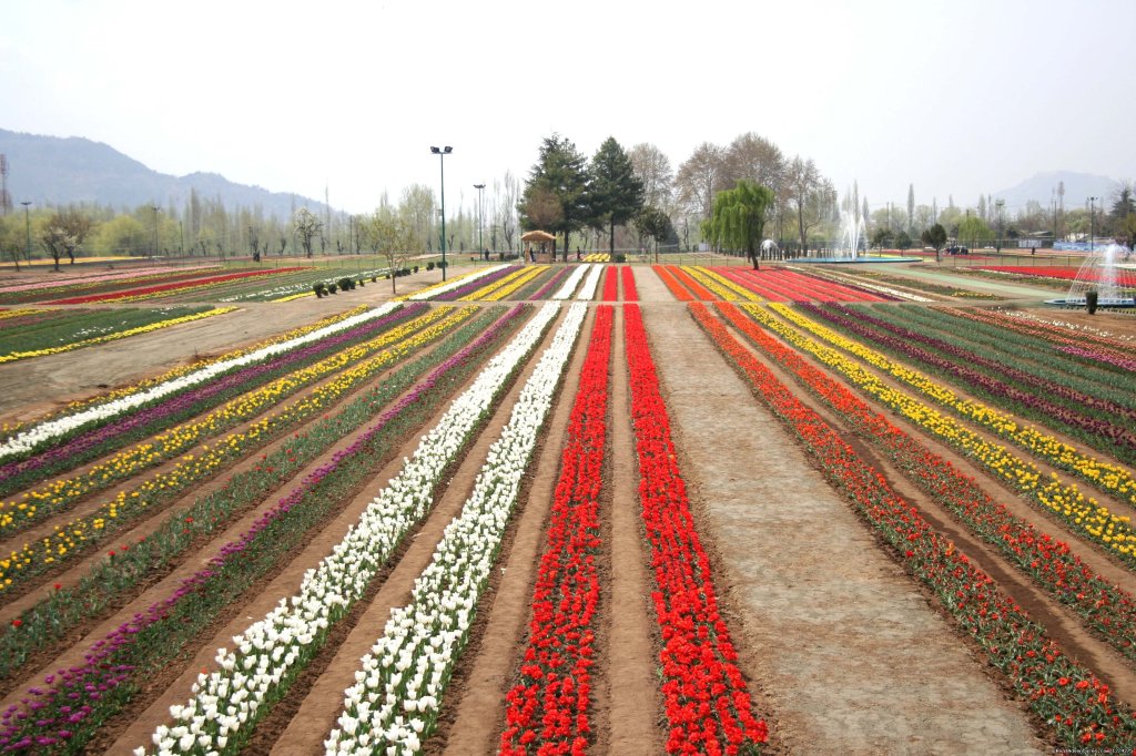 Tulip Garden Srinagar | KasHmiR ExotiCA - Enjoy The HEAVEN on Earth | Image #7/21 | 