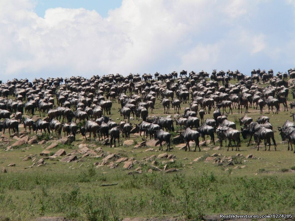 Serengeti Migration Safaris 2015 | 6 Days Serengeti Wildebeest Migration | Arusha, Tanzania | Wildlife & Safari Tours | Image #1/16 | 