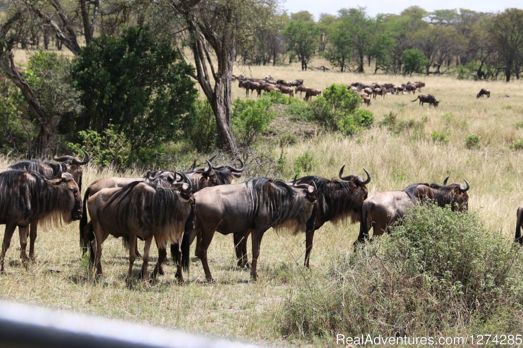 Serengeti Migration Safaris 2015 | 6 Days Serengeti Wildebeest Migration | Image #3/16 | 
