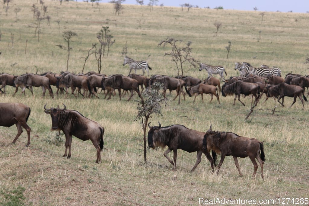 Serengeti Migration Safaris 2015 | 6 Days Serengeti Wildebeest Migration | Image #4/16 | 