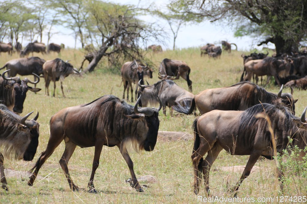 Serengeti Migration Safaris 2015 | 6 Days Serengeti Wildebeest Migration | Image #9/16 | 