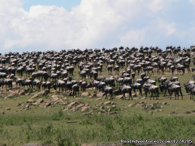 6 Days Serengeti Wildebeest Migration Photo