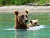 6 Hour Bear Tour | Soldotna, Alaska