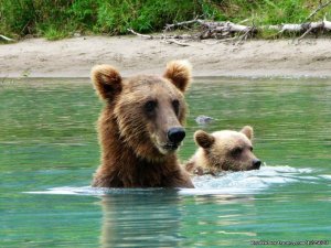 6 Hour Bear Tour | Soldotna, Alaska Fishing Trips | Great Vacations & Exciting Destinations