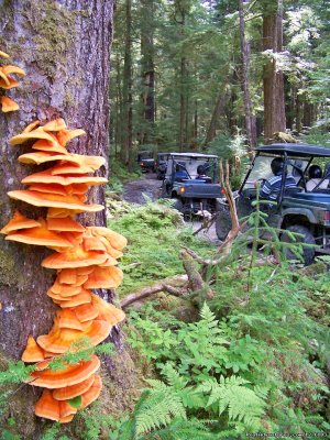 Outdoor Recreation Excursions from Sitka Alaska | Sitka , Alaska | ATV Riding & Jeep Tours