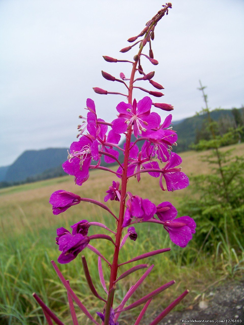 Fireweed | Outdoor Recreation Excursions from Sitka Alaska | Image #3/6 | 