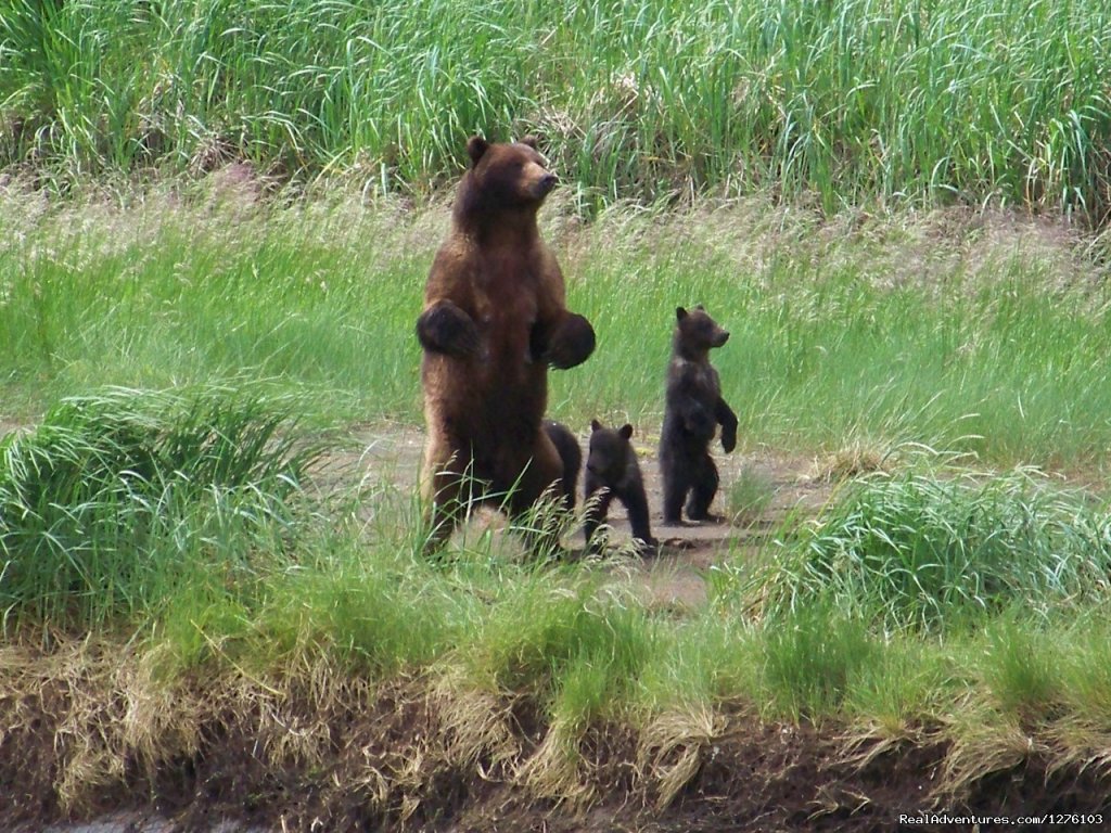 Momma and Cubs | Outdoor Recreation Excursions from Sitka Alaska | Image #4/6 | 