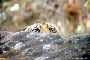 Sariska National Park | Alwar, India | Wildlife & Safari Tours