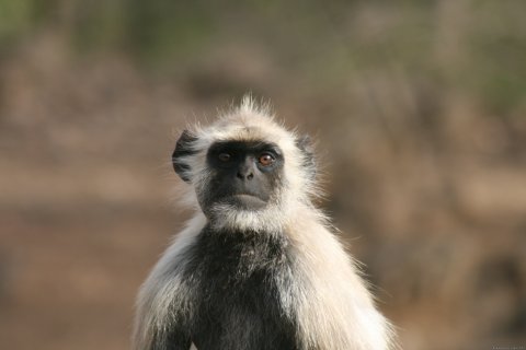 Langurs Or Hanuman Monkey