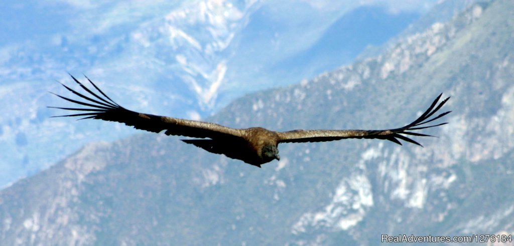 Condor?s Fly at colca canyon | Colca Canyon trek Arequipa -Per? | Cusco, Peru | Hiking & Trekking | Image #1/20 | 