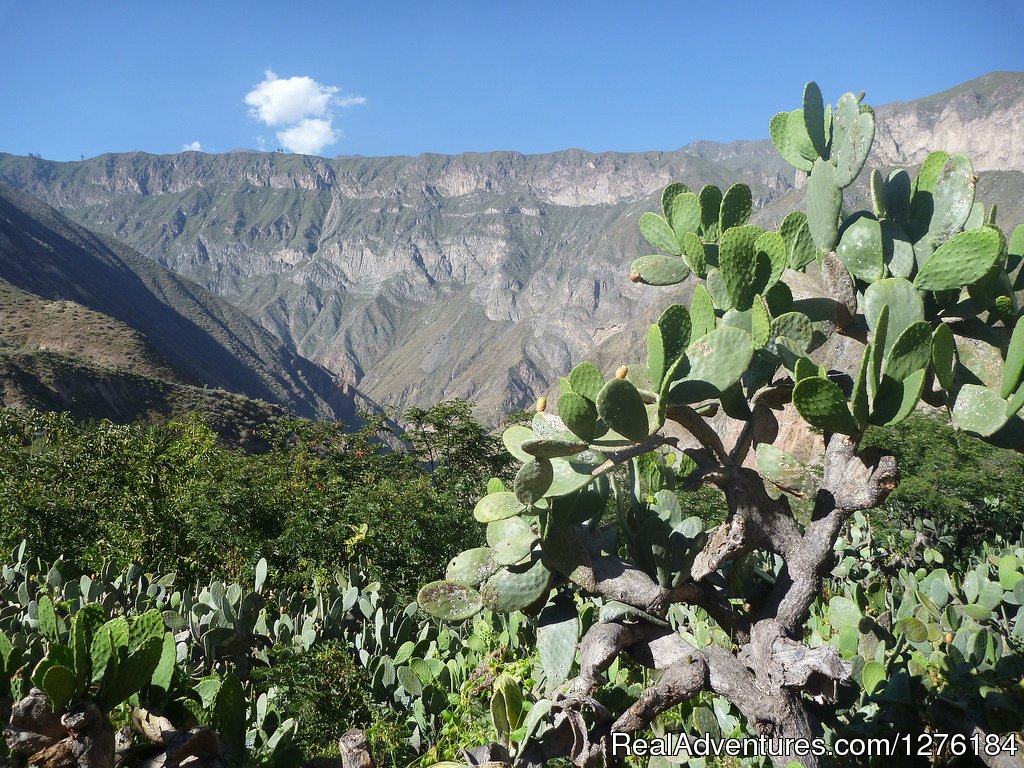 Colca Canyon trek Arequipa -Per? | Image #19/20 | 
