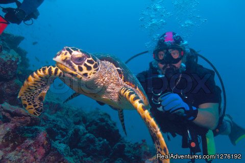 The hawksbill turtle | MV Carina Liveaboard Maldives | Image #9/11 | 