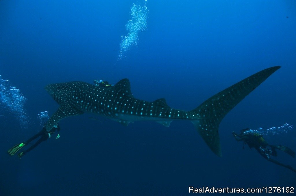 Whale Shark | MV Carina Liveaboard Maldives | Image #10/11 | 