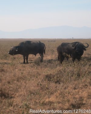Great Adventures in Africa Kenya wildlife viewing