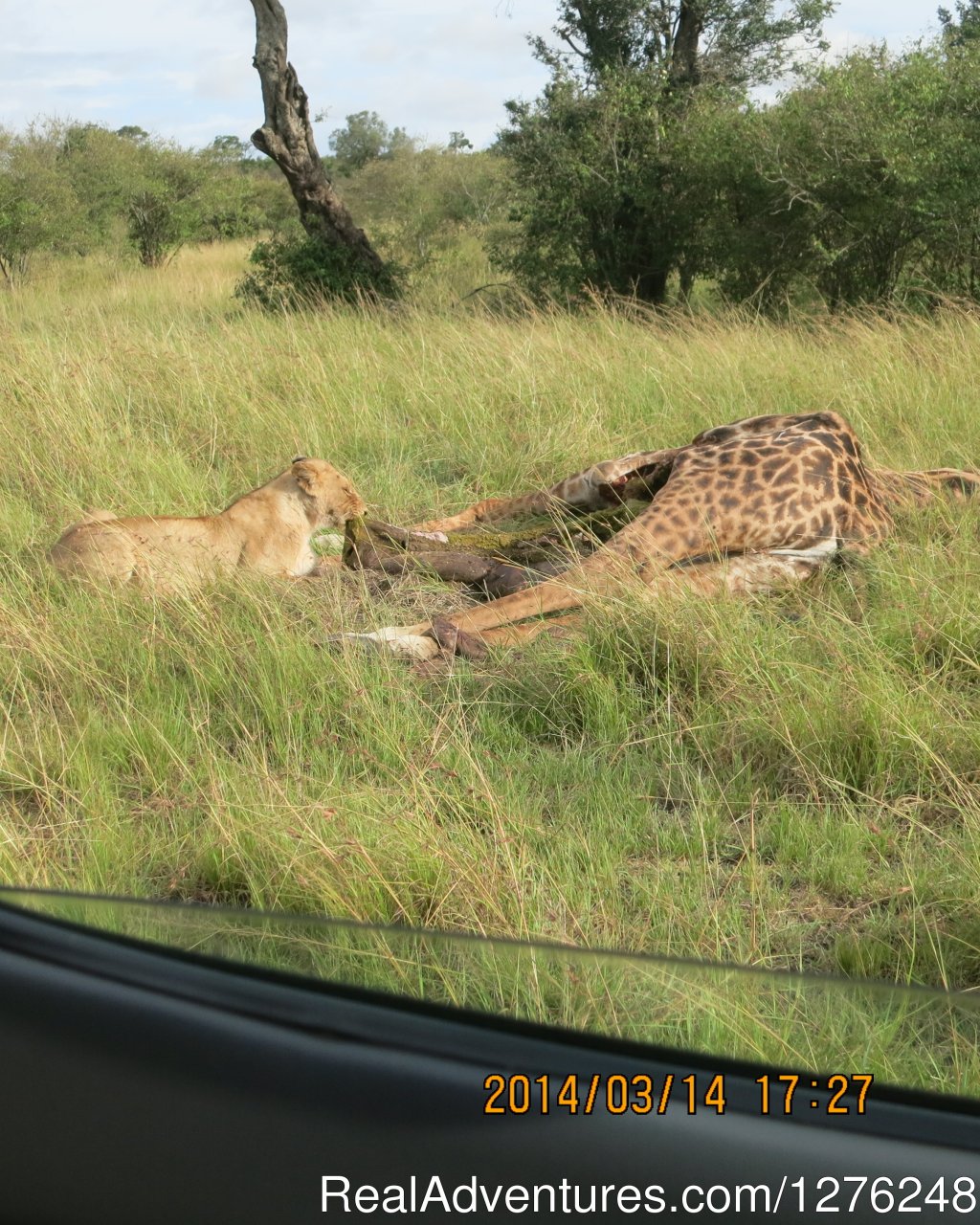 Great Adventures in Africa Kenya wildlife viewing | Image #2/4 | 
