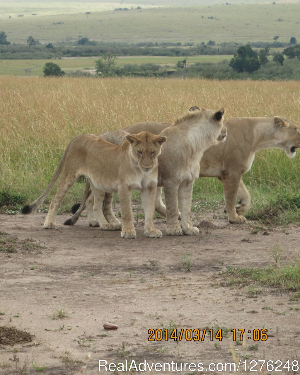 Great Adventures in Africa Kenya wildlife viewing | Image #3/4 | 