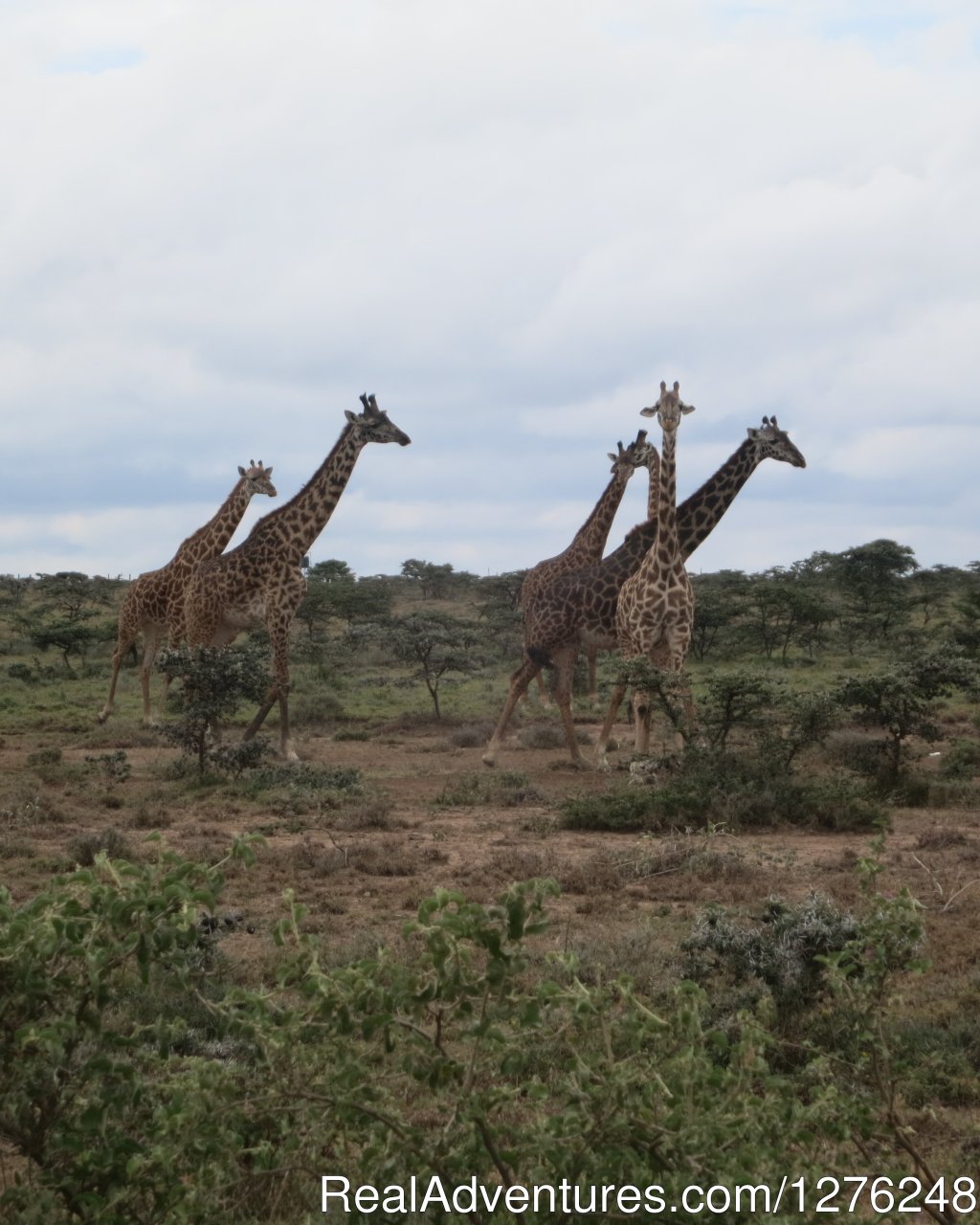 Great Adventures in Africa Kenya wildlife viewing | Image #4/4 | 