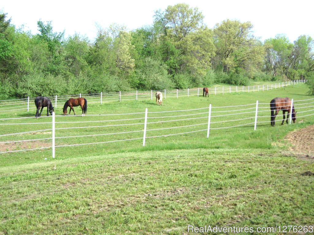 Horses in west pasture | Vacation at Iowa's all inclusive DD Guest Ranch | Image #5/13 | 