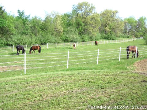 Horses in west pasture