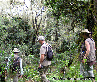 Mount Kilimanjaro Trekking - Machame Route Photo