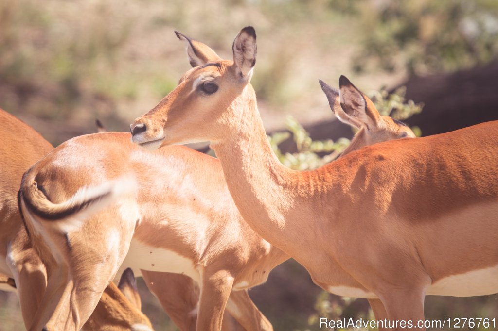 Impala | 12 Days Kenya and Tanzania Wildlife Safari | Image #19/26 | 