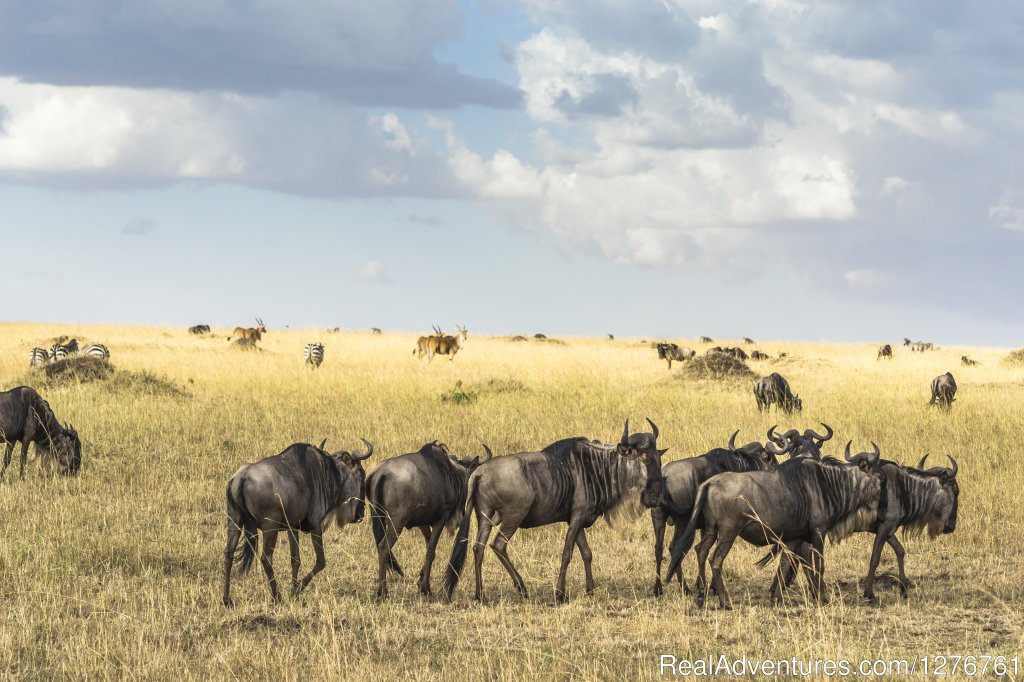 The Migrations | 12 Days Kenya and Tanzania Wildlife Safari | Image #10/26 | 