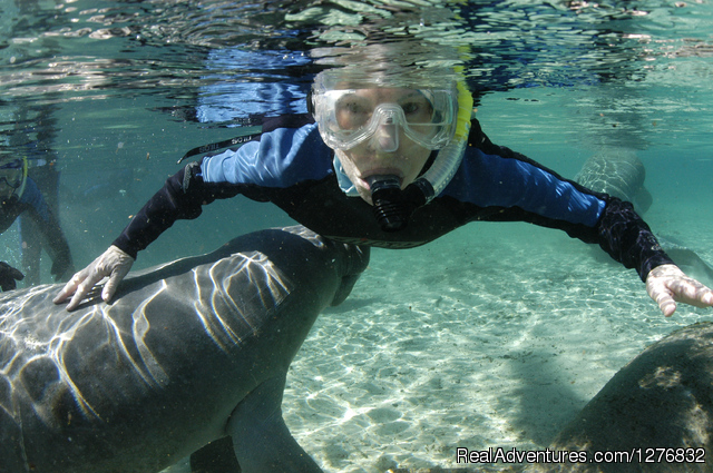 Snorkeling Eco Tours with Manatees Snorkeling with the manatees