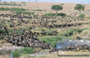 3 days Join-in Safaris To Masai Mara