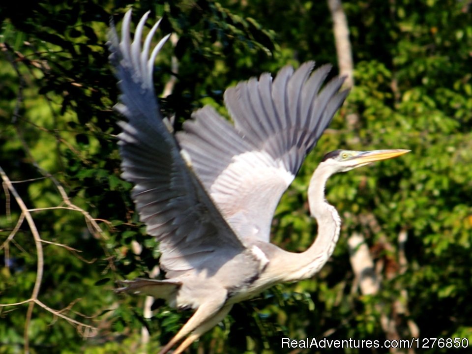 Cocoi Heron | Amazon Jungle Tour | Image #7/26 | 