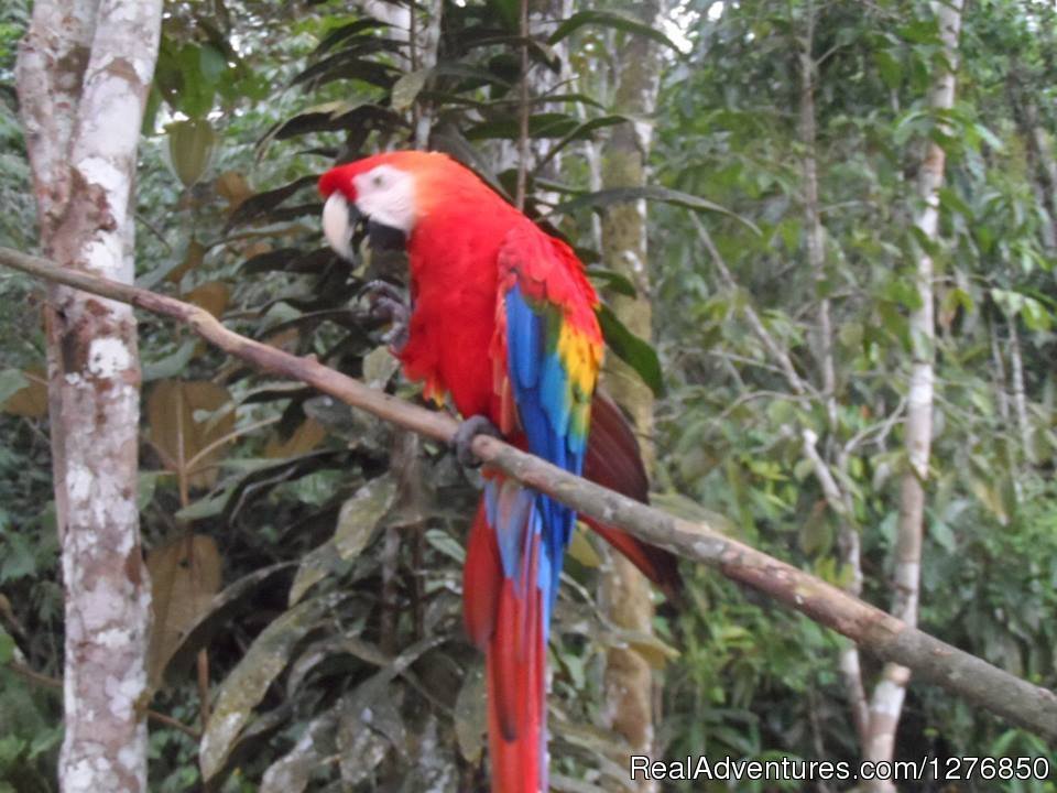 Macaw | Amazon Jungle Tour | Image #10/26 | 