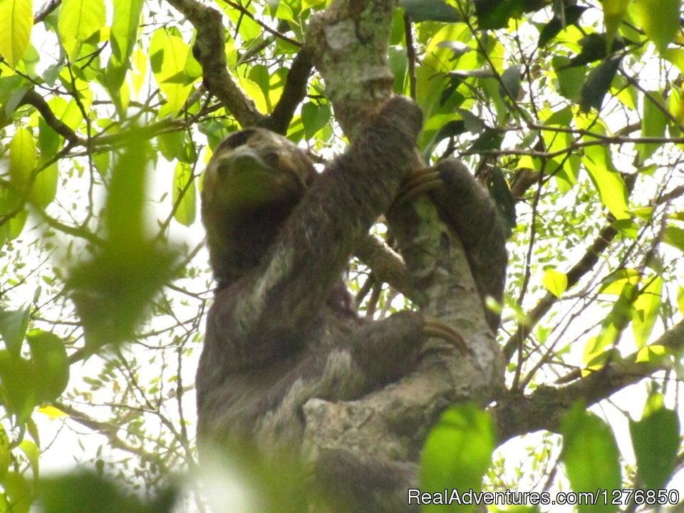Sloth | Amazon Jungle Tour | Image #15/26 | 