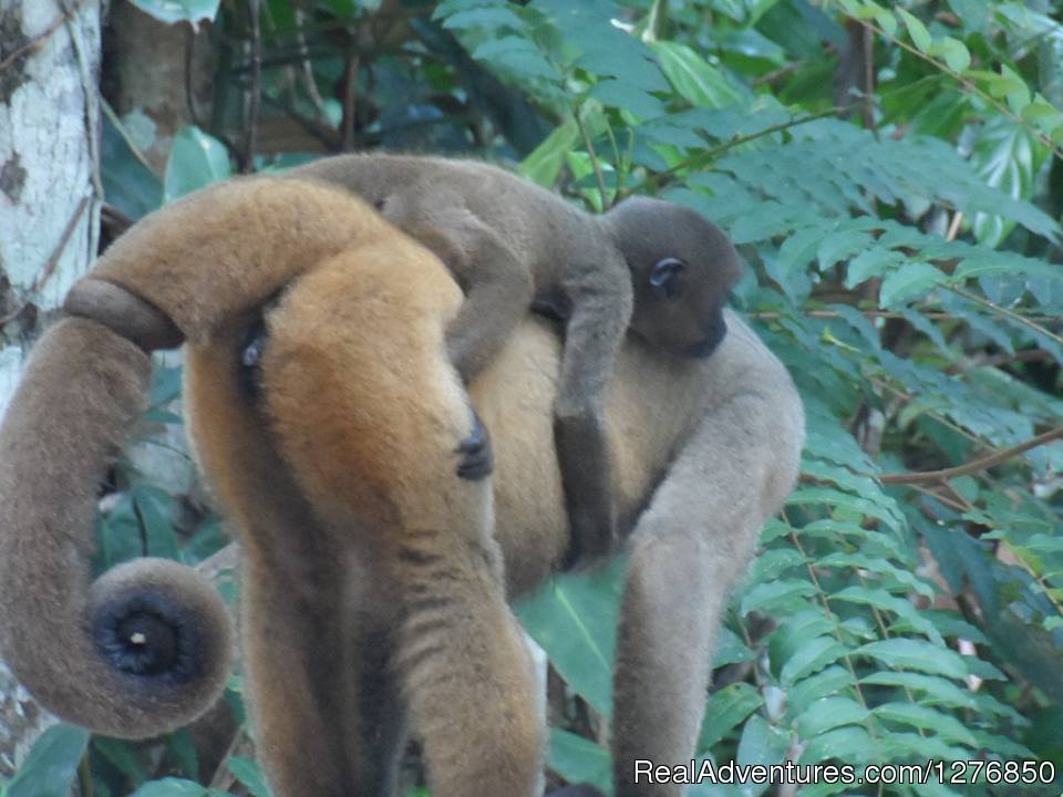 Amazon Monkey | Amazon Jungle Tour | Image #16/26 | 