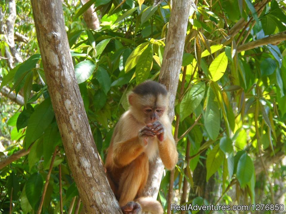 Amazon Monkey | Amazon Jungle Tour | Image #17/26 | 