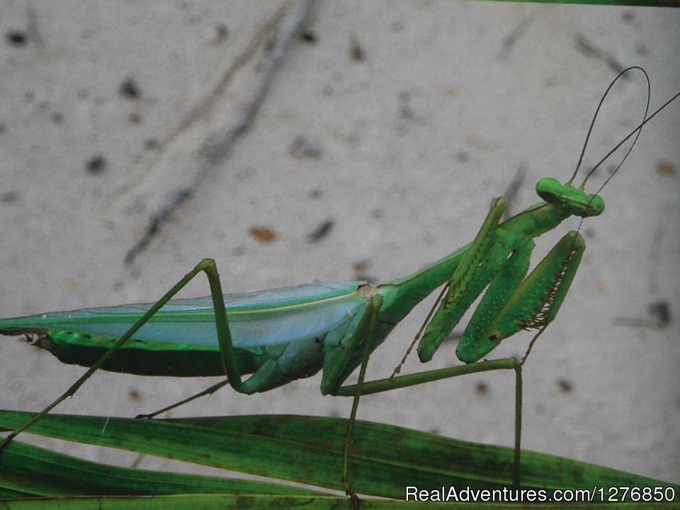 Grasshoper | Amazon Jungle Tour | Image #19/26 | 