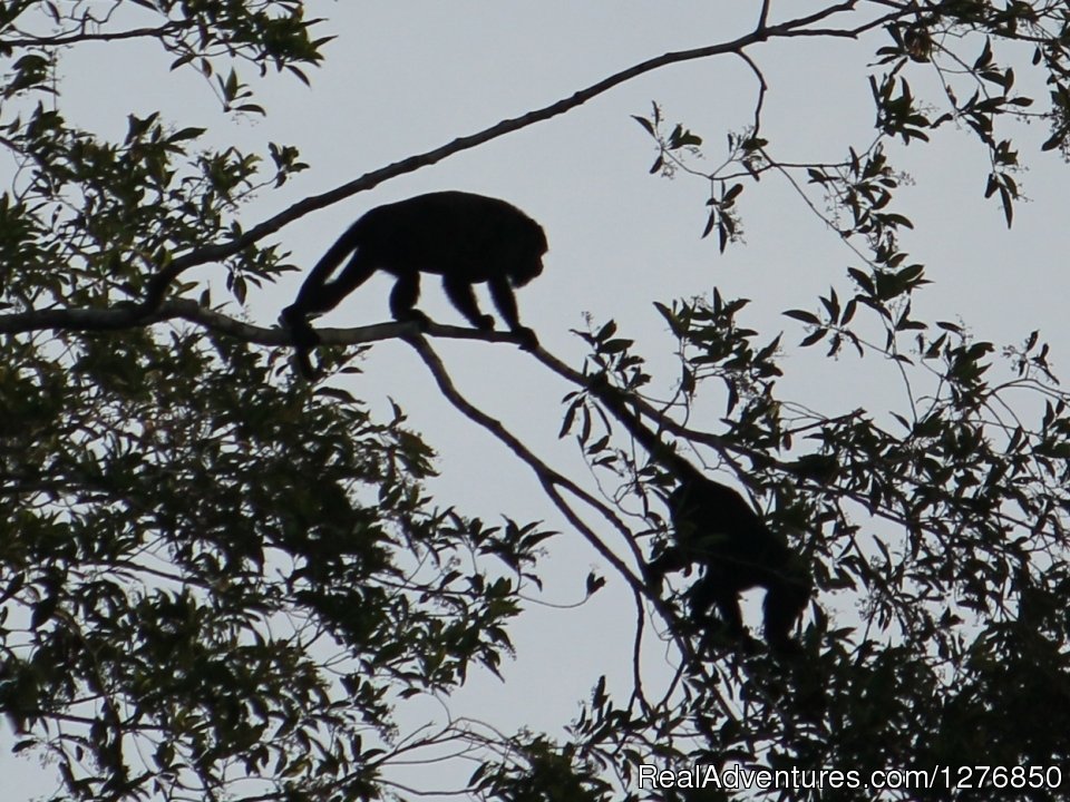 Howler Monkey | Amazon Jungle Tour | Image #20/26 | 