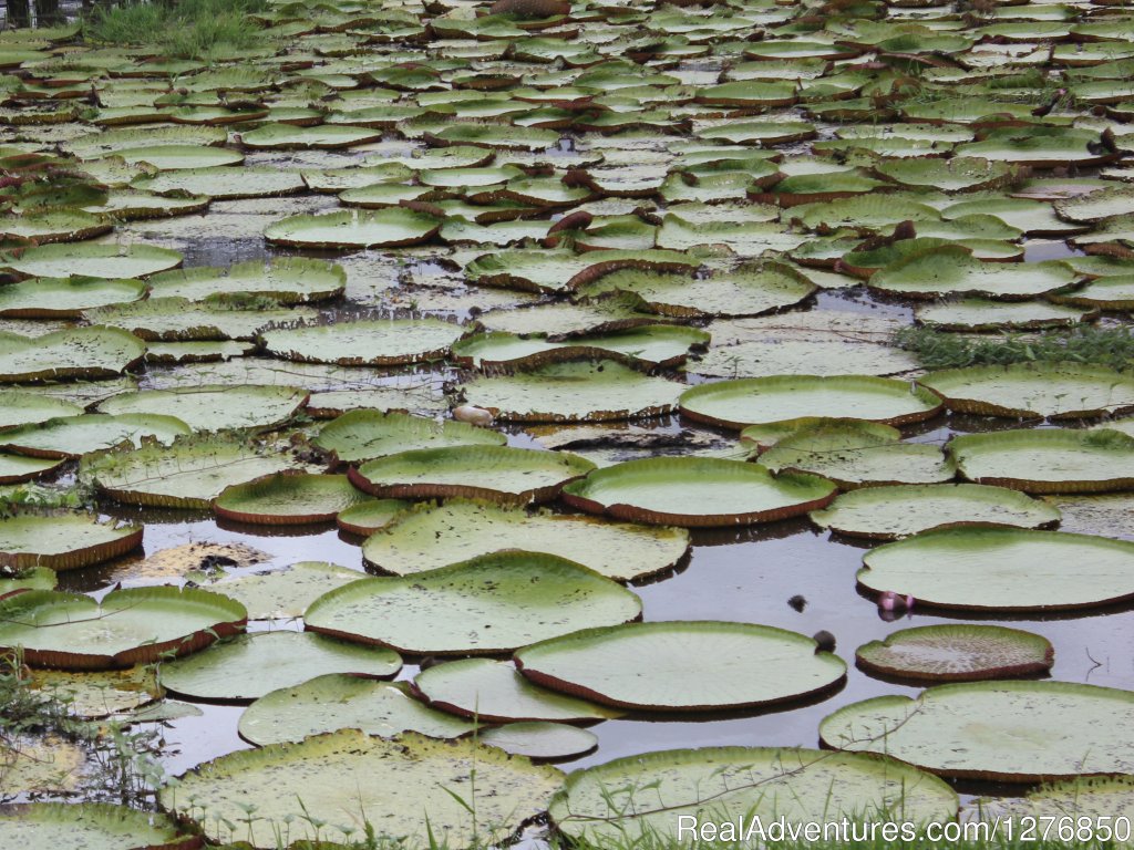 Giant Waterlilies | Amazon Jungle Tour | Image #23/26 | 