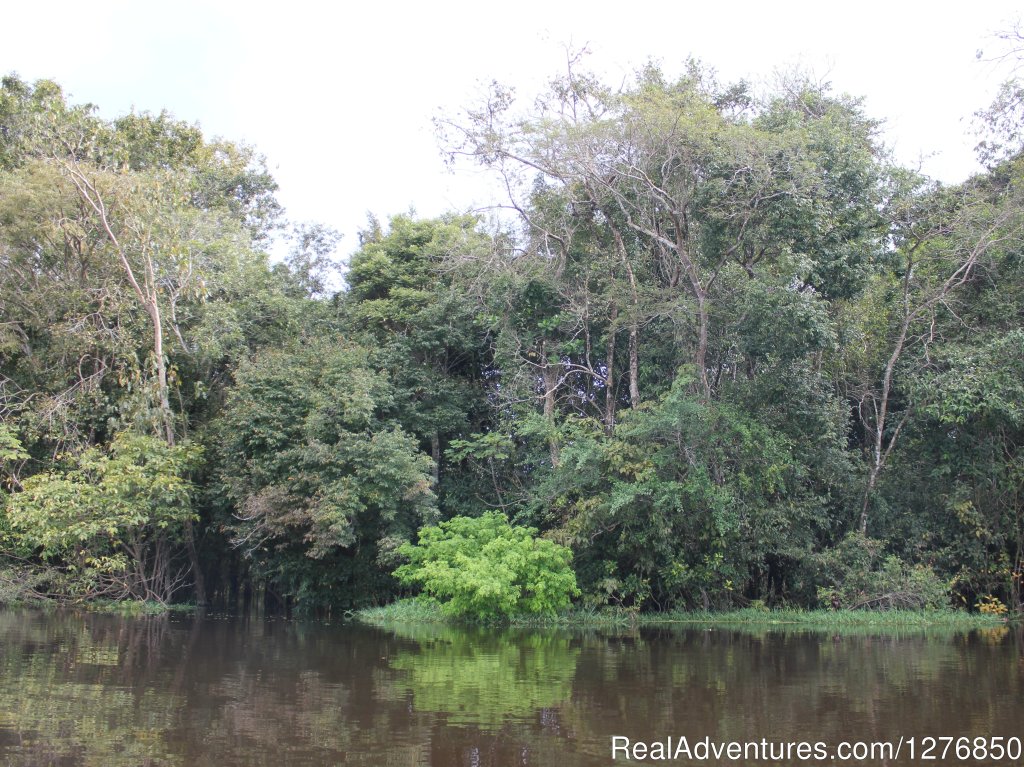 Primary rain forest | Amazon Jungle Tour | Image #25/26 | 