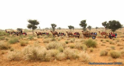 Camel Cart Safari