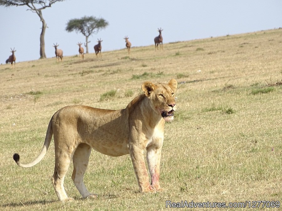 Great View | 3 Days 2 Nights Masaimara Joining Safari | Nairobi, Kenya | Sight-Seeing Tours | Image #1/11 | 