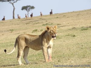 3 Days 2 Nights Masaimara Joining Safari | Nairobi, Kenya | Sight-Seeing Tours