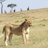 3 Days 2 Nights Masaimara Joining safari