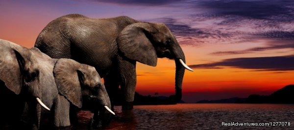 Elephants | Discounted Kenya and Tanzania Budget Tours | Narok, Kenya | Sight-Seeing Tours | Image #1/4 | 