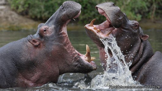 Hippos | Discounted Kenya and Tanzania Budget Tours | Image #4/4 | 