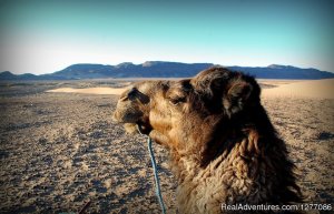 Morocco sahara tours | Ouarzazate, Morocco | Camel Riding