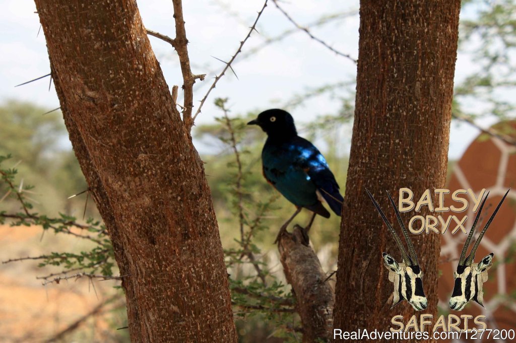 10 Days In The Wilderness | Nairobi, Kenya | Wildlife & Safari Tours | Image #1/7 | 