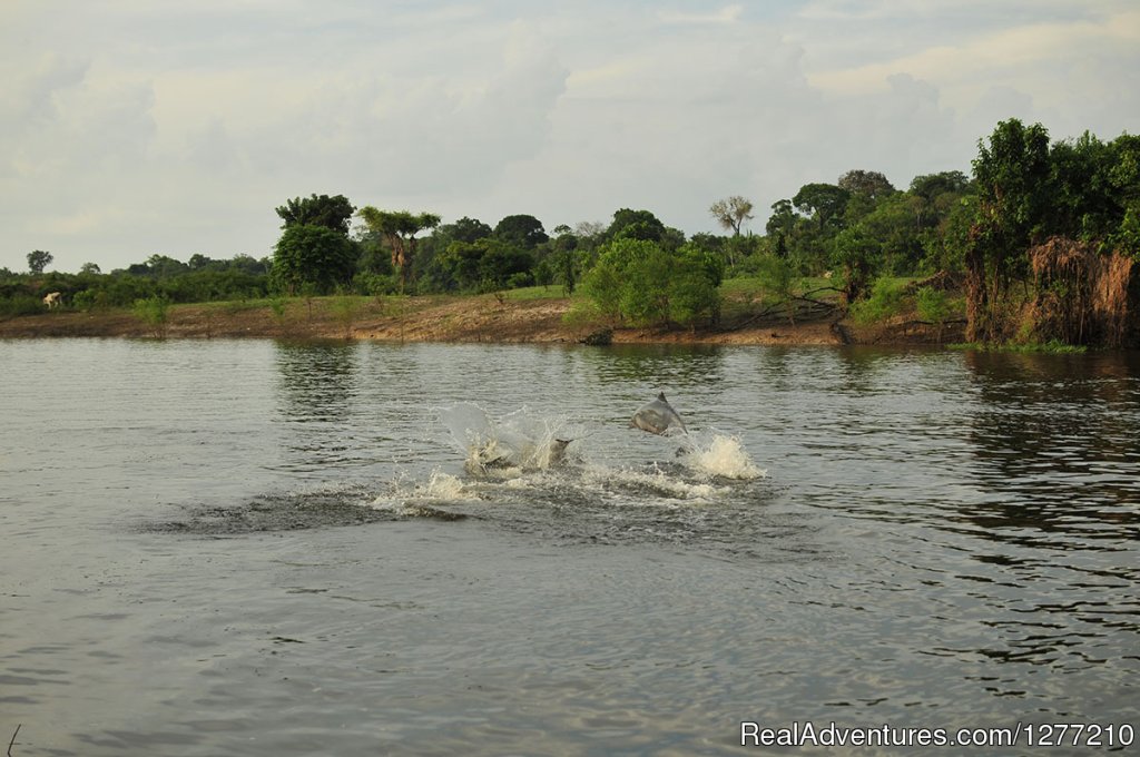 Swimming with dolphins | Adventure and explore in a cruise in the Amazon | Manaus, Brazil | Cruises | Image #1/1 | 