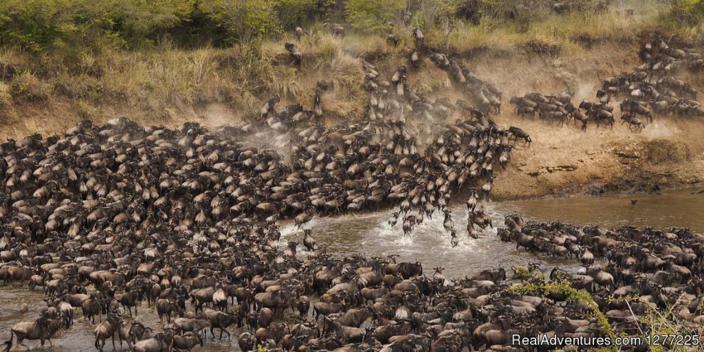 Kenya tanzania safaris | Nairobi, Kenya | Sight-Seeing Tours | Image #1/1 | 