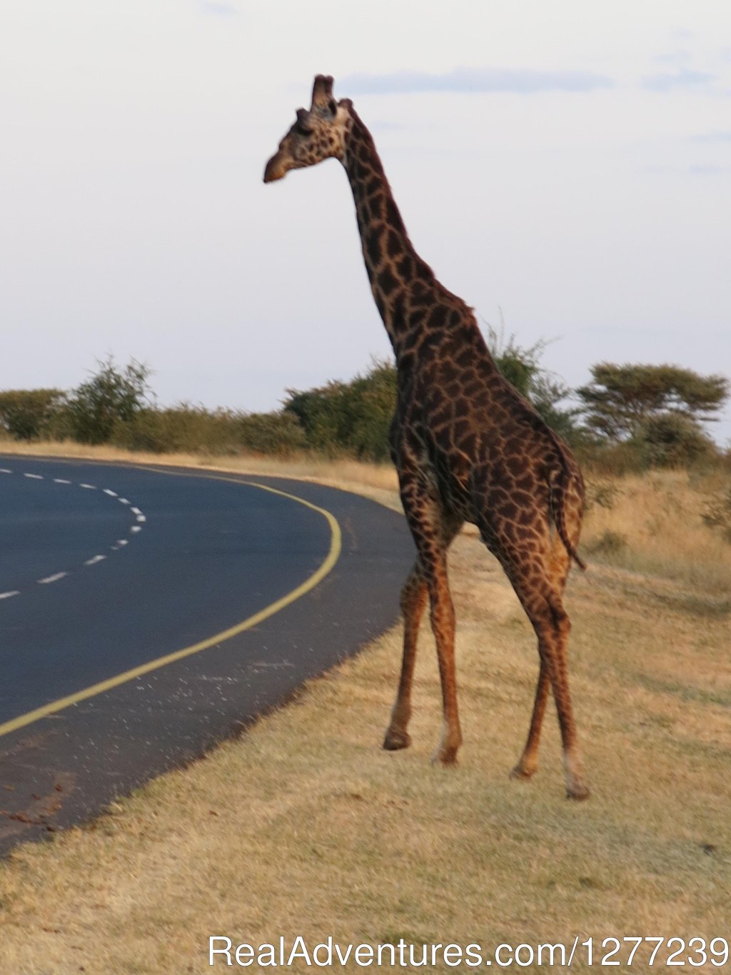 Giraffe | A trip of a life time to Africa | Image #3/3 | 