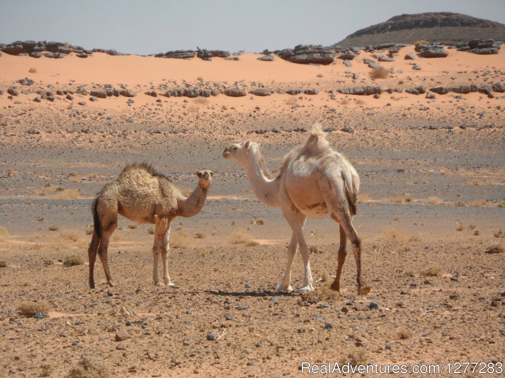 Camels In The Heart Of Morocco | Tuareg Experience Tours-morocco by locals | Image #5/5 | 